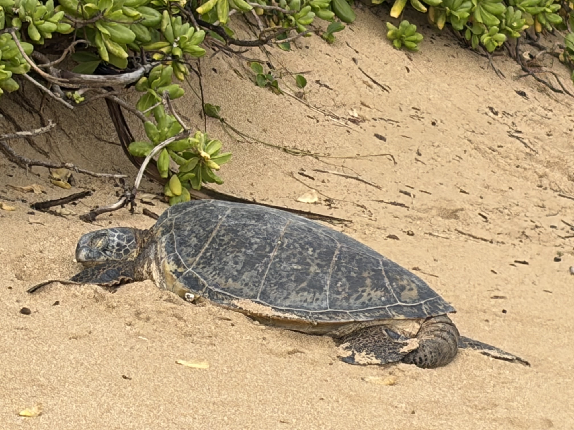 Green Sea Turtles, common on our beach