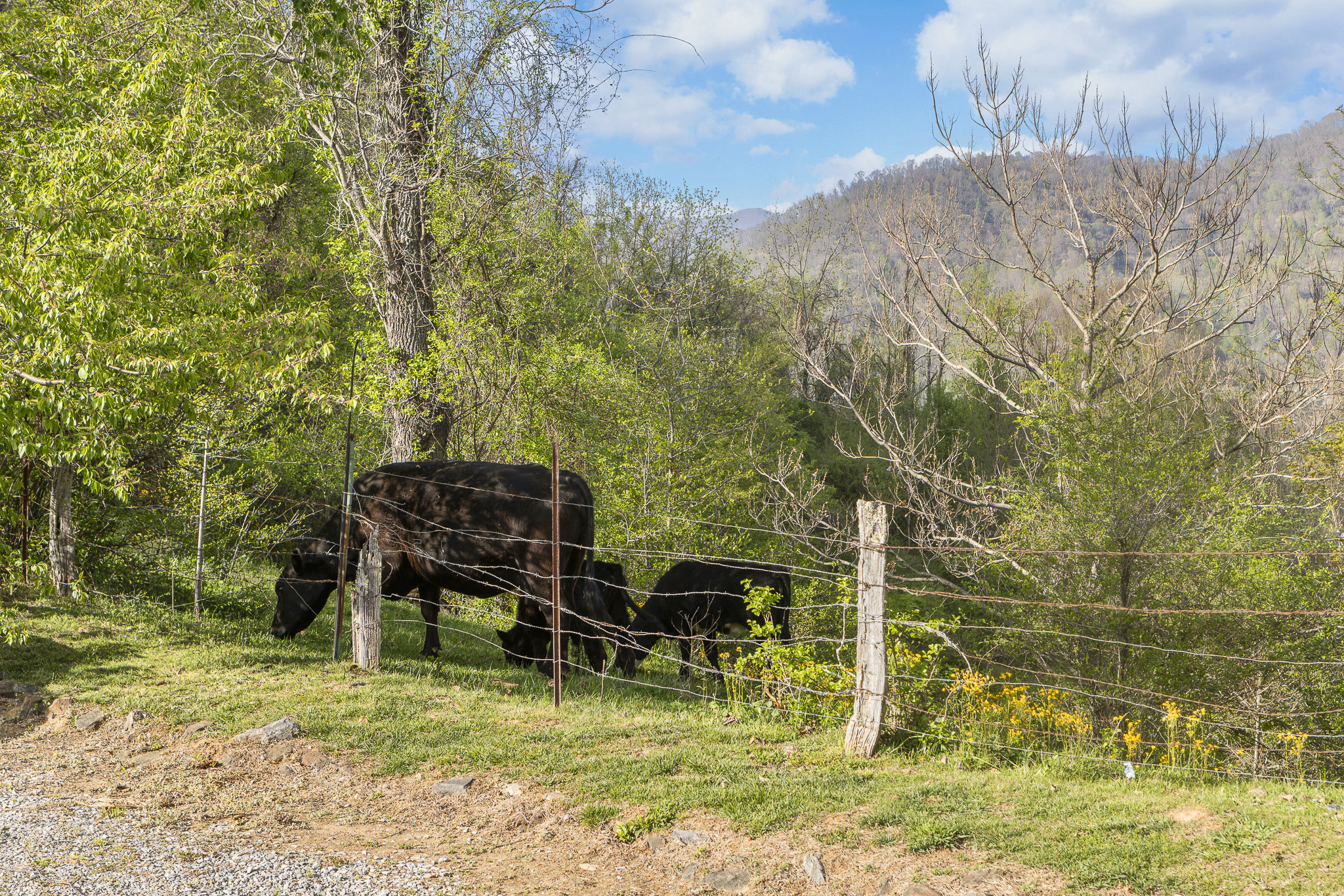 Scenic Retreat: Enjoy tranquil views and gentle farm life right at your doorstep!