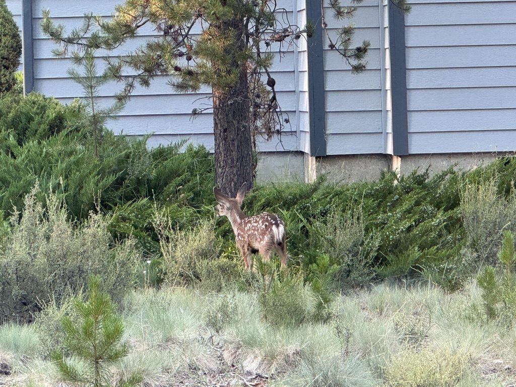 We love the spring bambi's