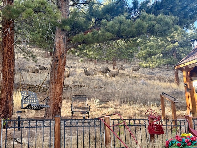 Mule deer often graze on the hillside just steps from the gazebo.