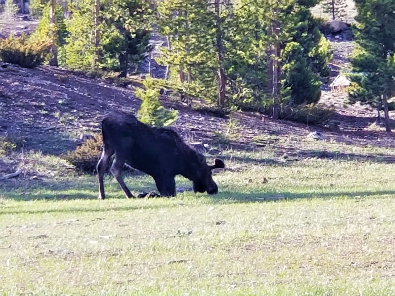 I'll be darned, they kneel to eat short grass!