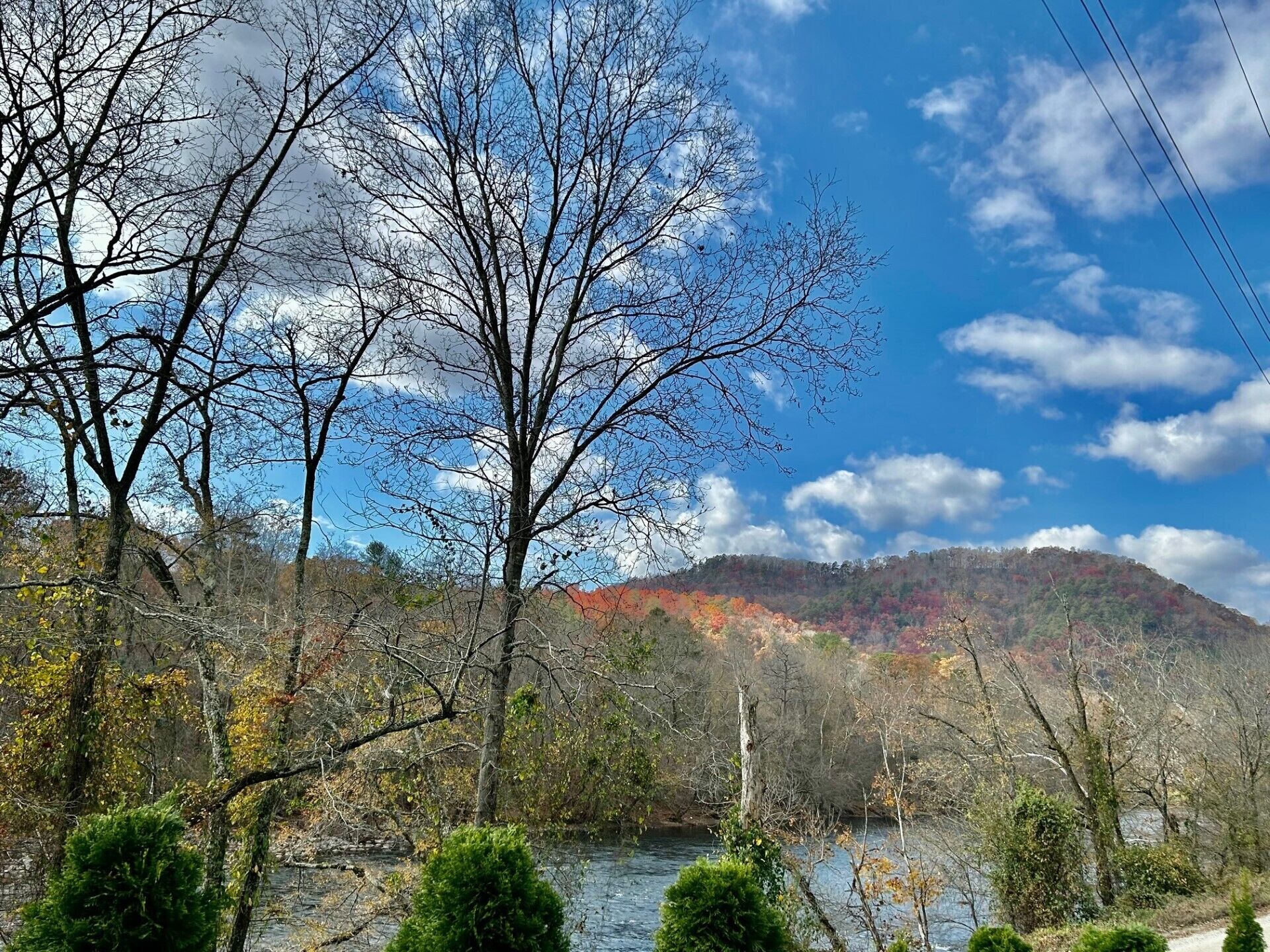Scarlet red oak trees on a late November afternoon across the river 