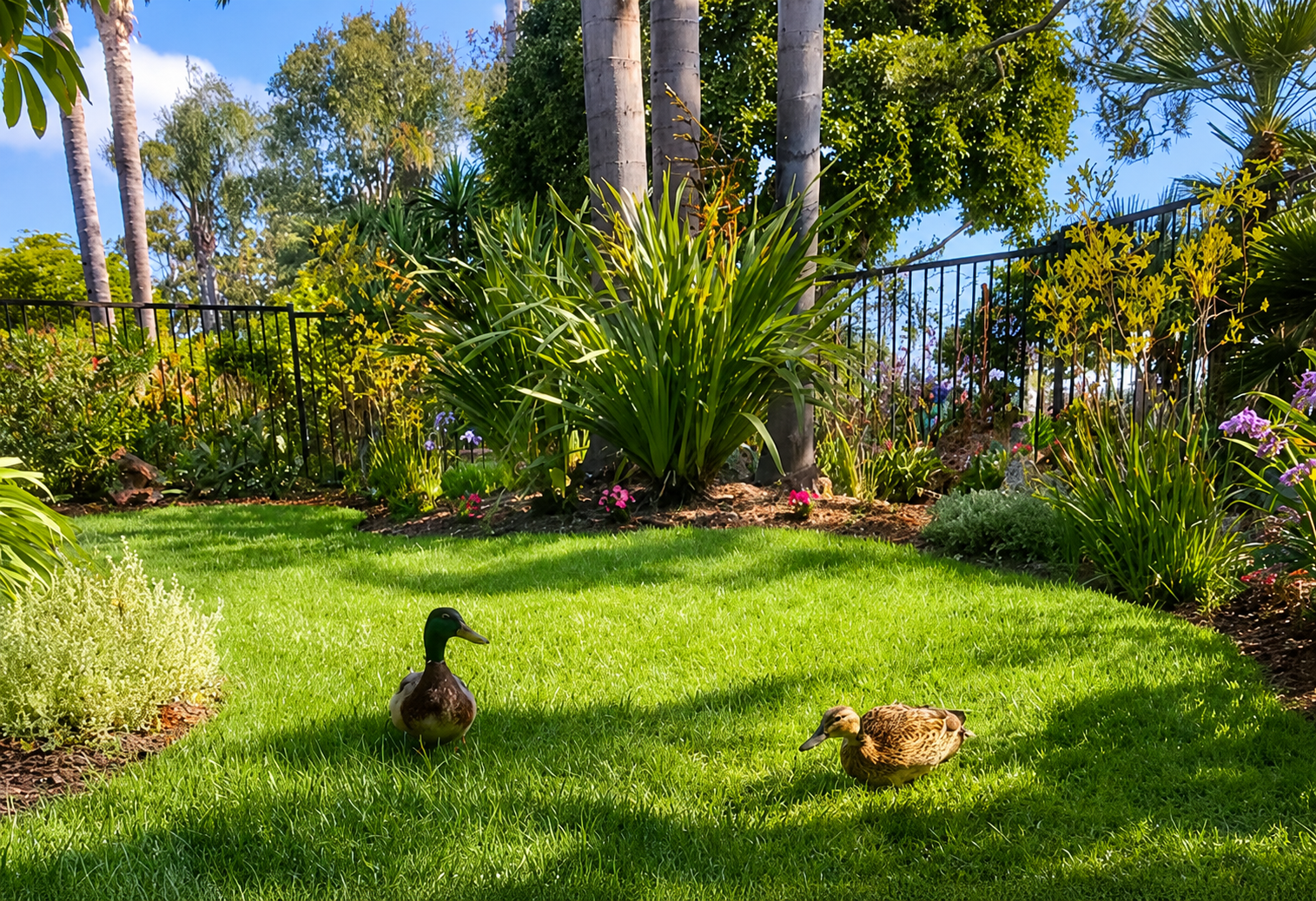 Local wildlife may visit the garden