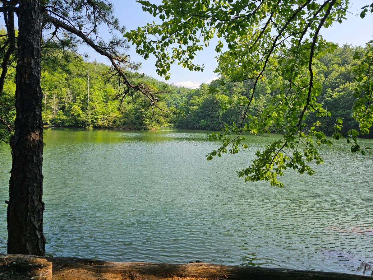 Serene Lakeside Retreat: Relax by the tranquil waters surrounded by lush forest beauty!

