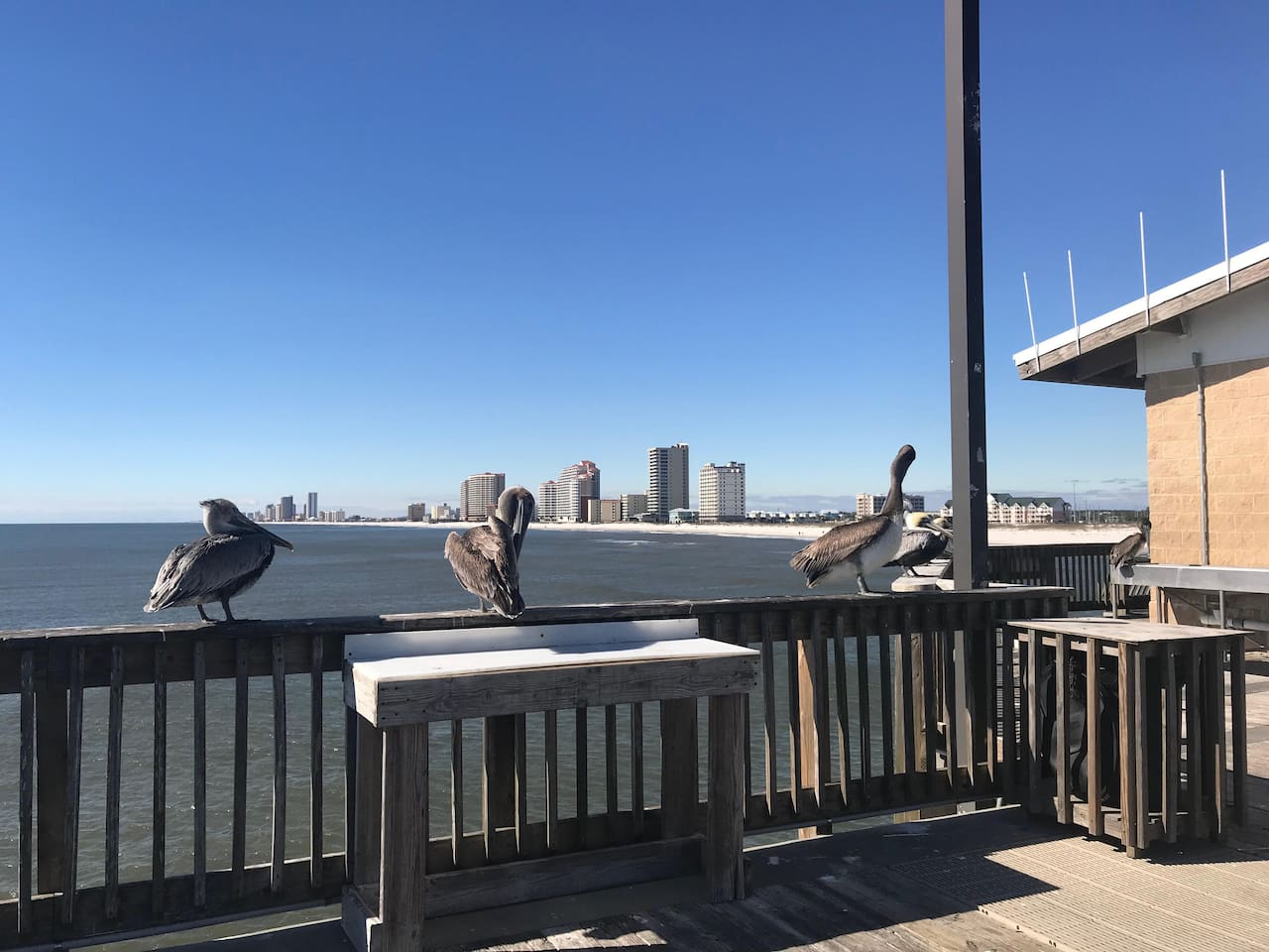 Pelicans waiting for the next snack.