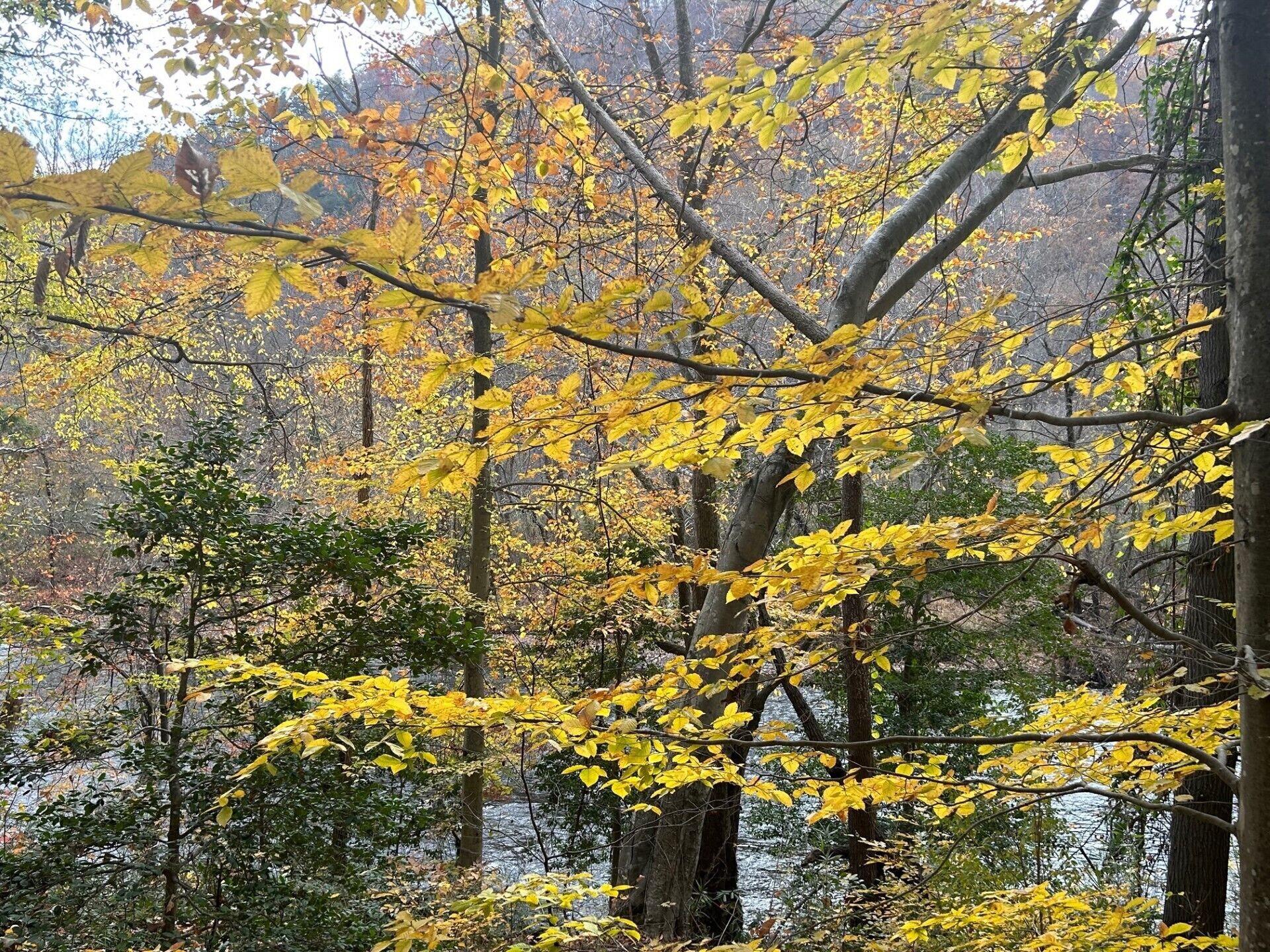 Glorious yellow beech trees in Autumn