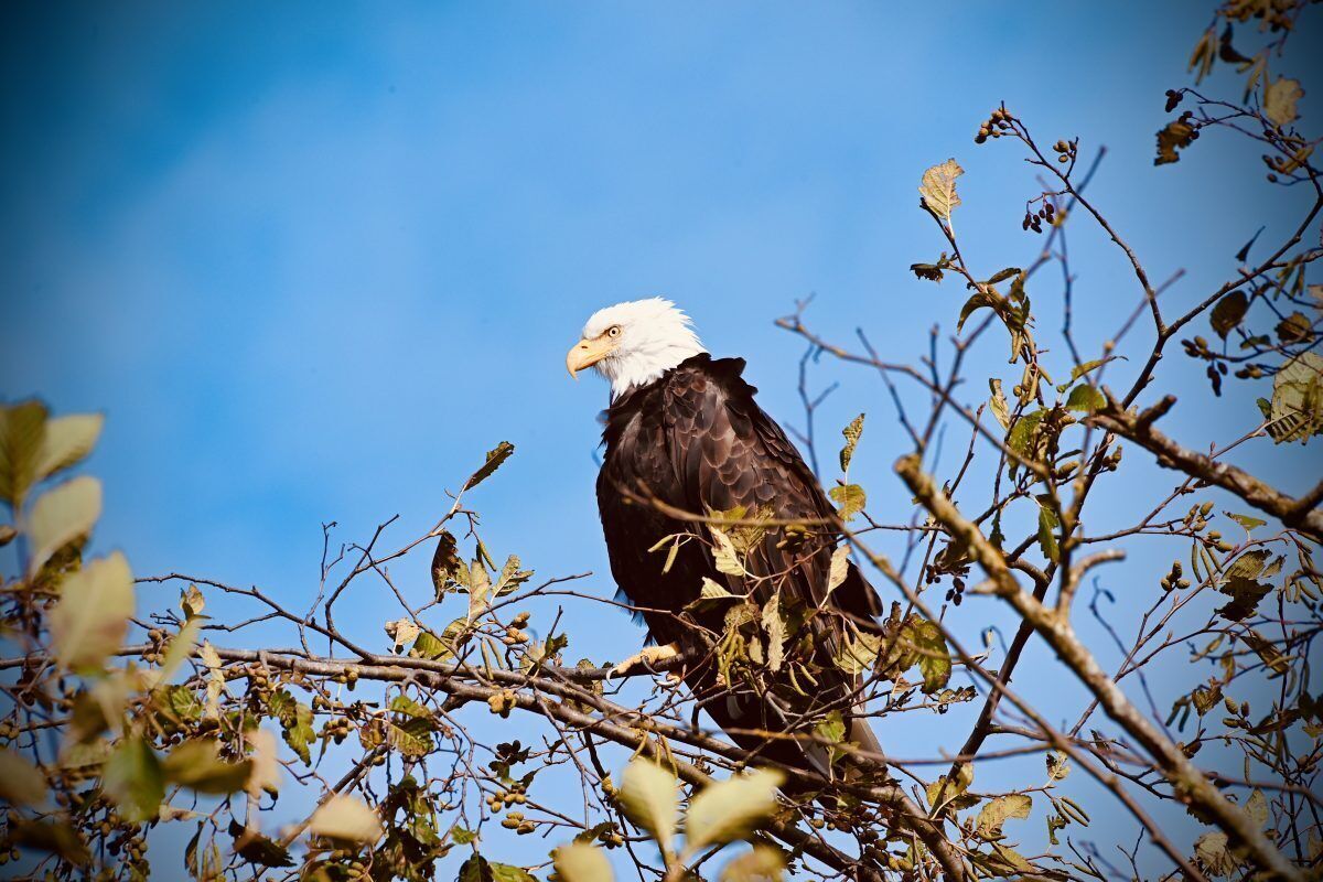 From Dec-Feb the nearby Skagit River Bald Eagle Interpretive Center hosts hikes!