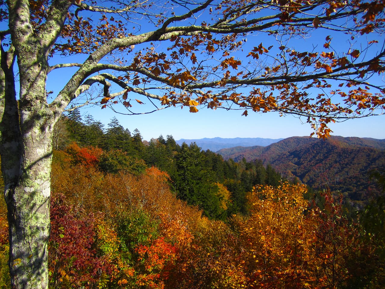 Autumn leaves