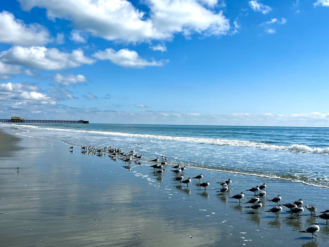 Waiting for their morning breakfast on the beautiful beach.