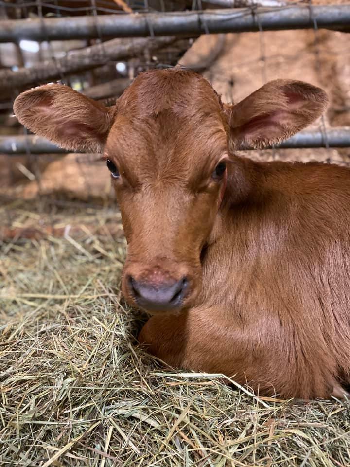 Petting zoos and farms nearby