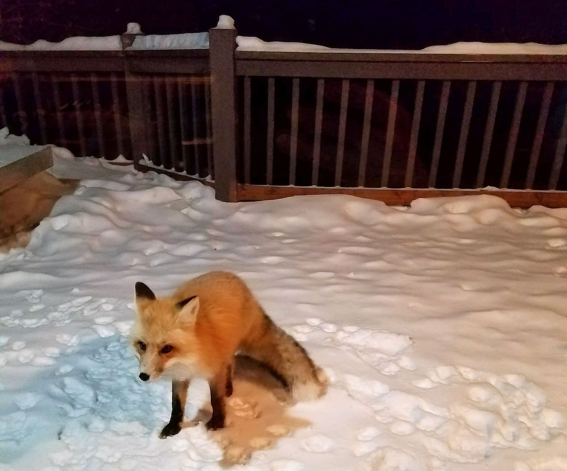 My favorite visitor