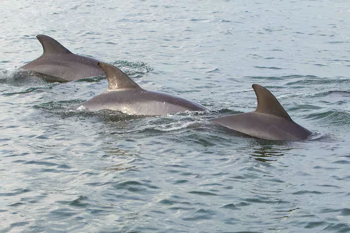 Spot dolphins playing in the waves