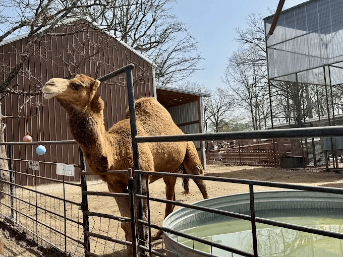 Hochatown Petting Zoo – Family favorite (8 min drive)