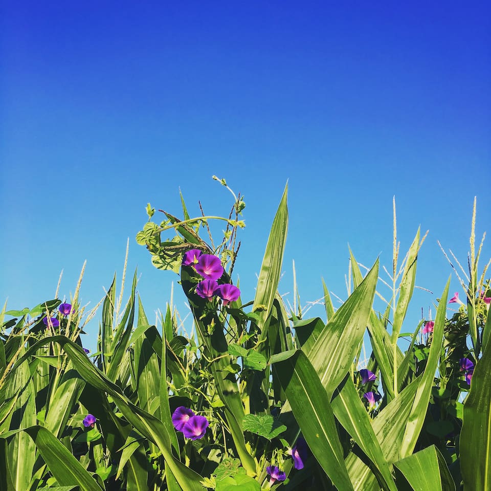 Cornfields of Tryon in Summer
