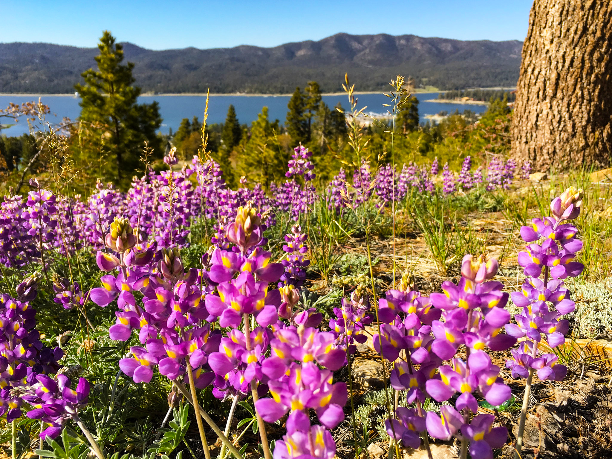 Wildflowers on the hiking trail overlooking Big Bear Lake