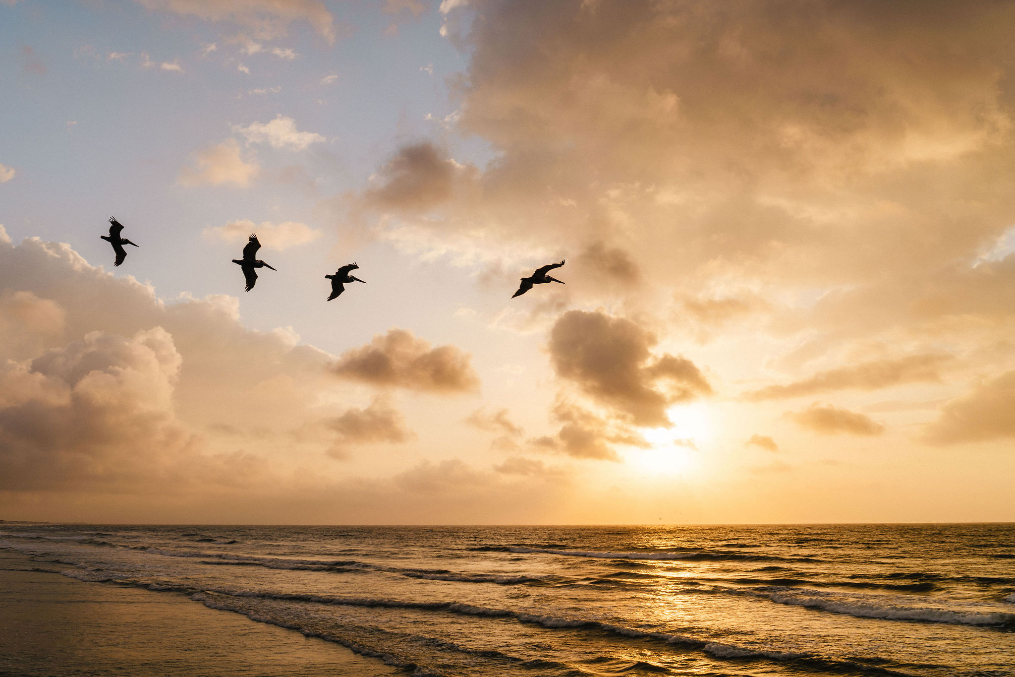 Sunset pelicans over the Gulf — the nightly show, free with your stay.