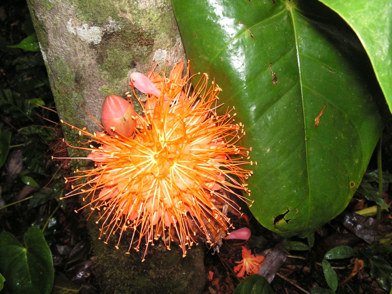 Brownia bloom