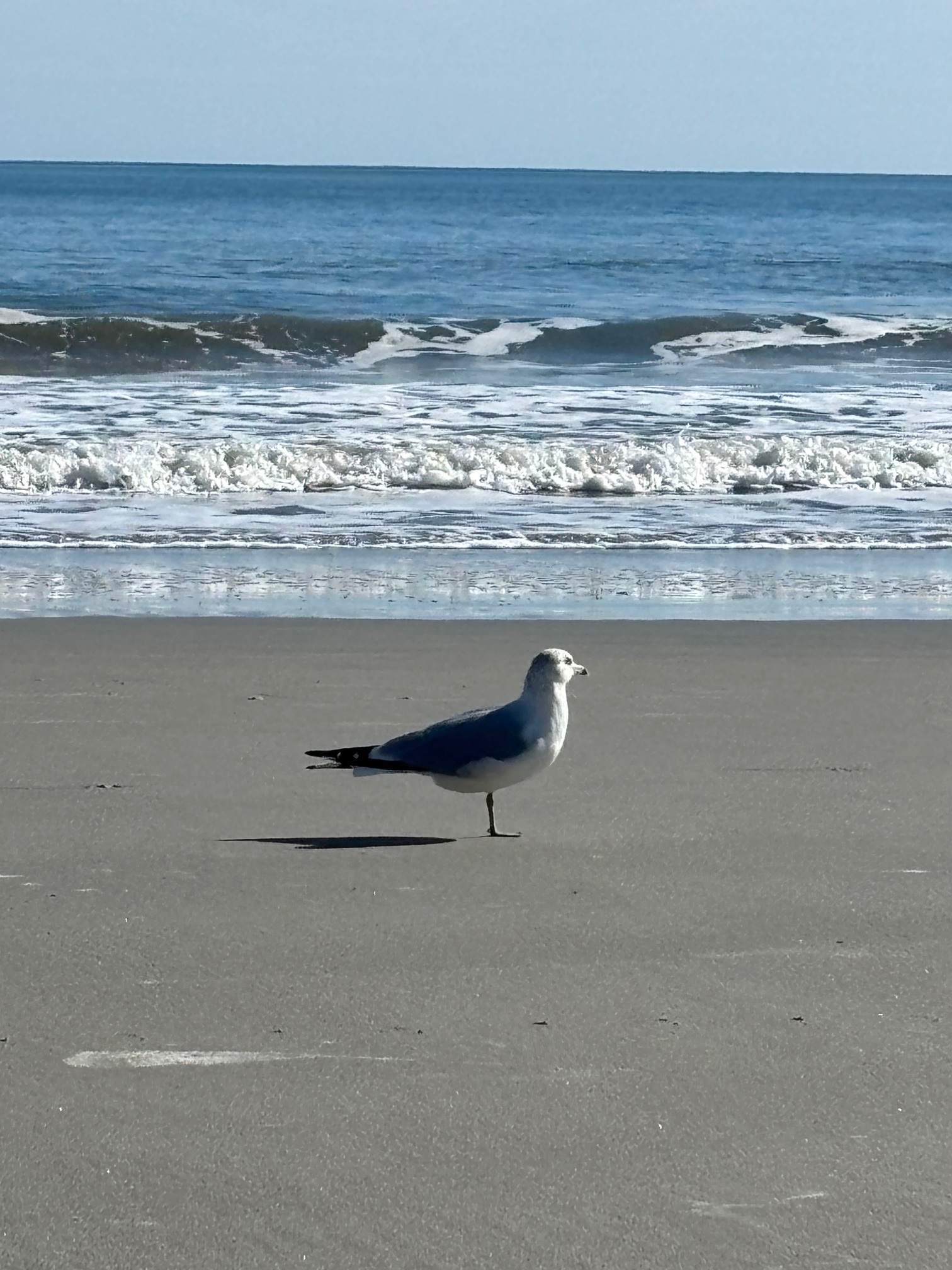 Fred the Seagull