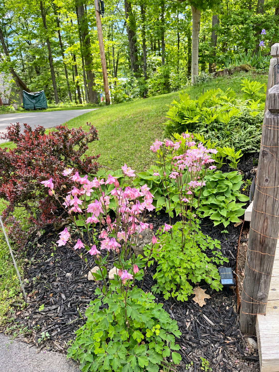 Flowers and greenery around the cottage.