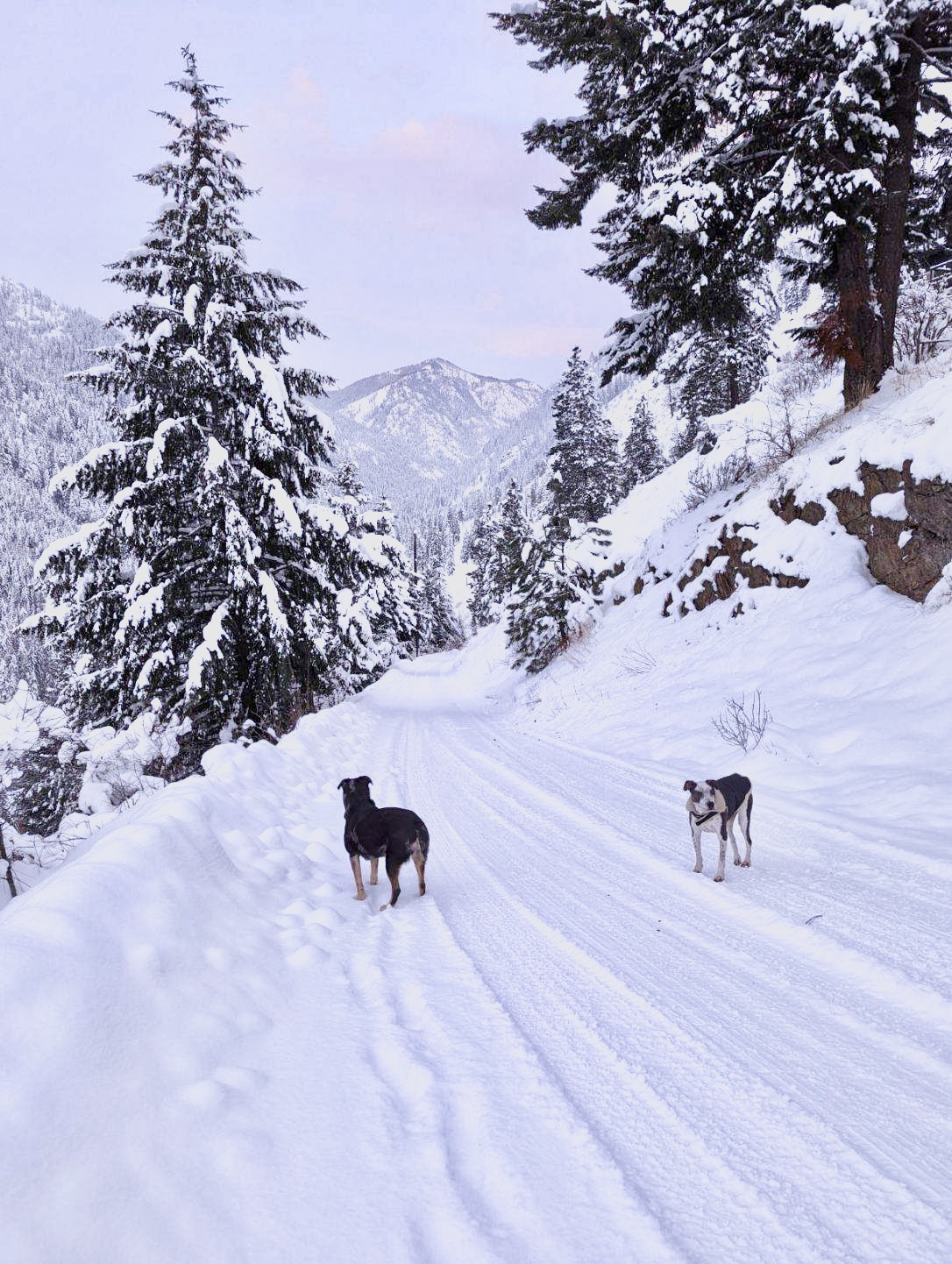 This is the half mile driveway to the home from the main road; we are pet friendly - up to 2 dogs allowed