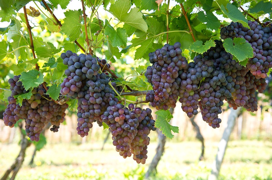 DuCard Vineyards