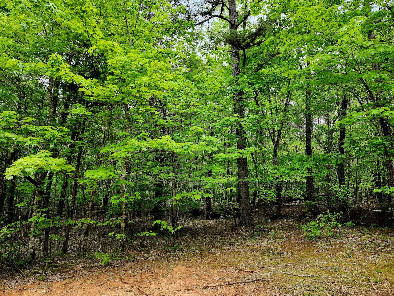 Back yard- backs up to acres of forest preserve. Wonderful hiking! Great for the dogs!
