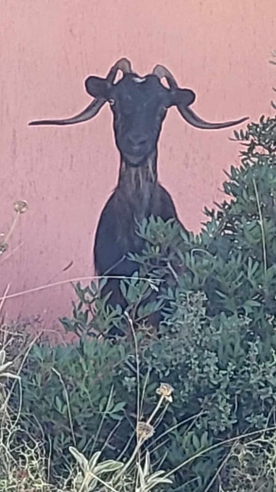 Beware of goats along the roadways!