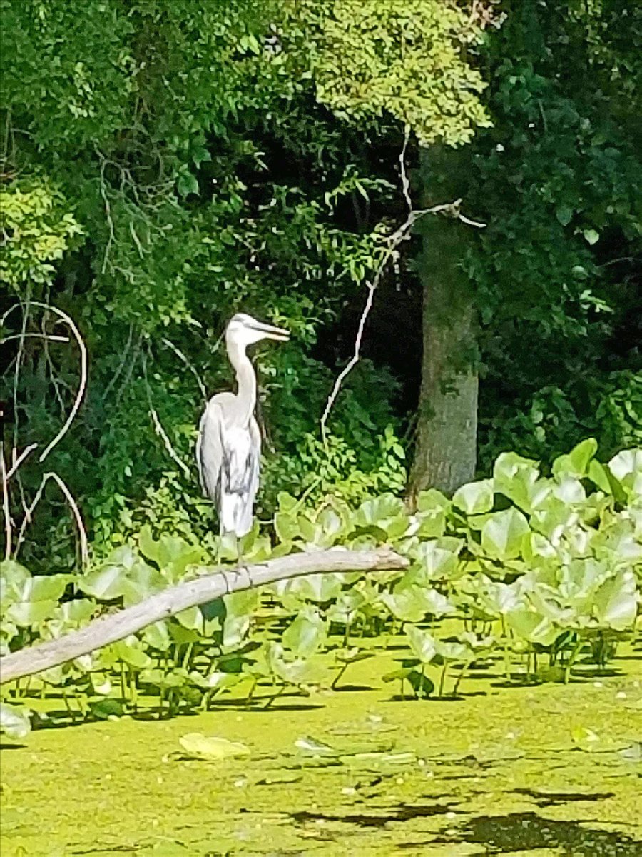 Pelicans at the lake