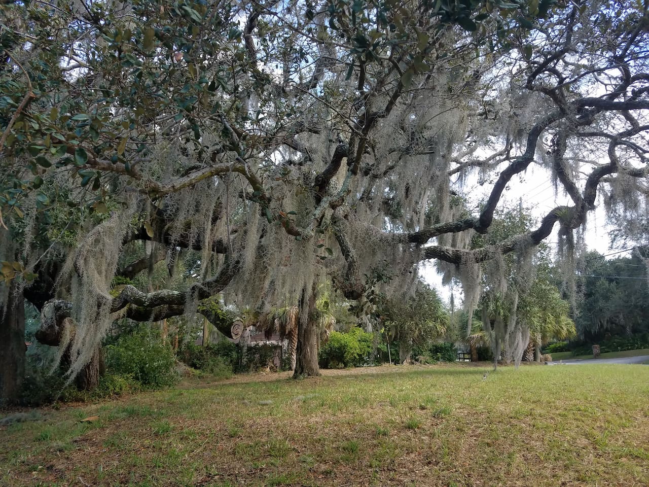 Large 1.2 Acre Property with Historical Oak Trees