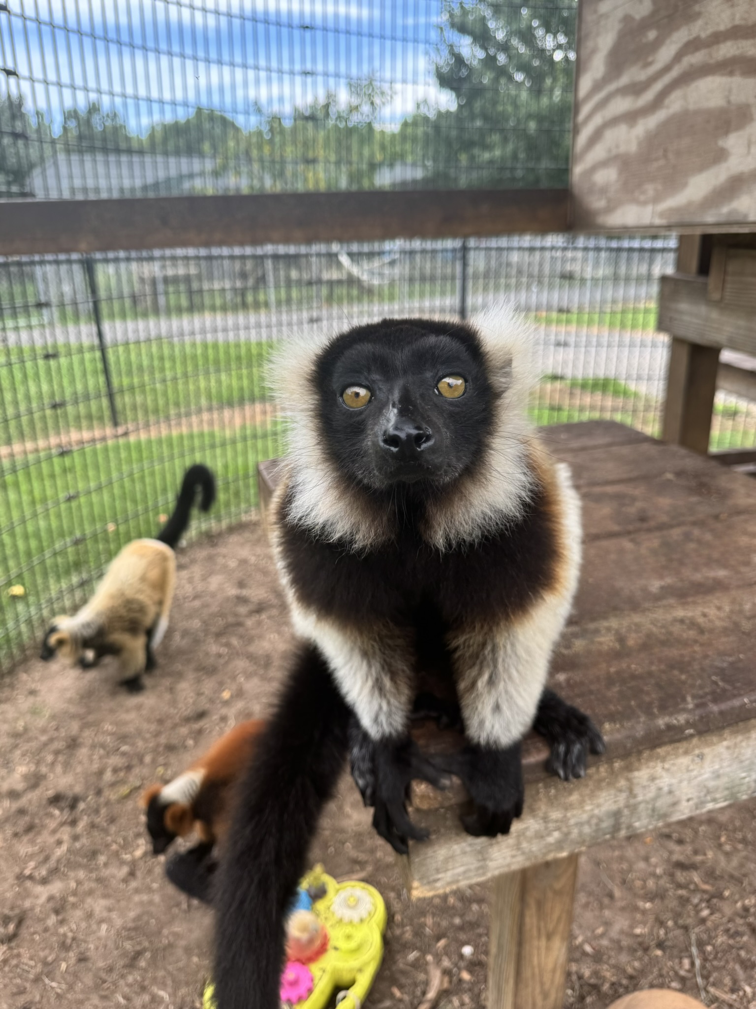 Get ready for some mischief! Our playful lemurs are waiting to entertain you. 