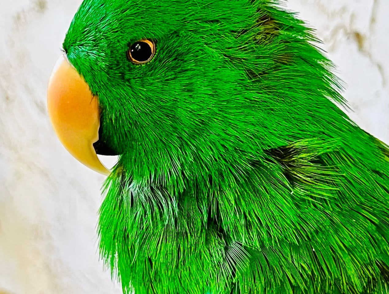 Parrot Mountain is by far one of the coolest places you can visit in Pigeon Forge.