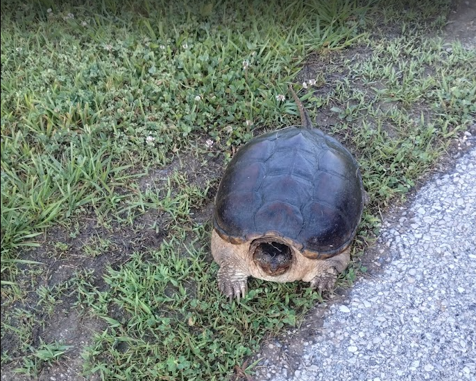 One of our local visitors—a snapping turtle! Please admire from a distance