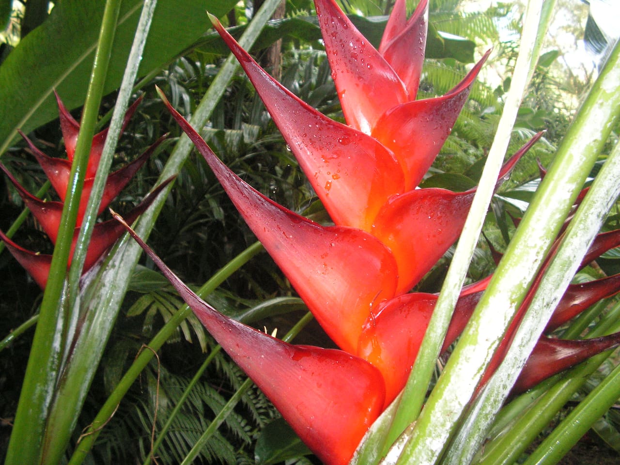 Heliconia - red