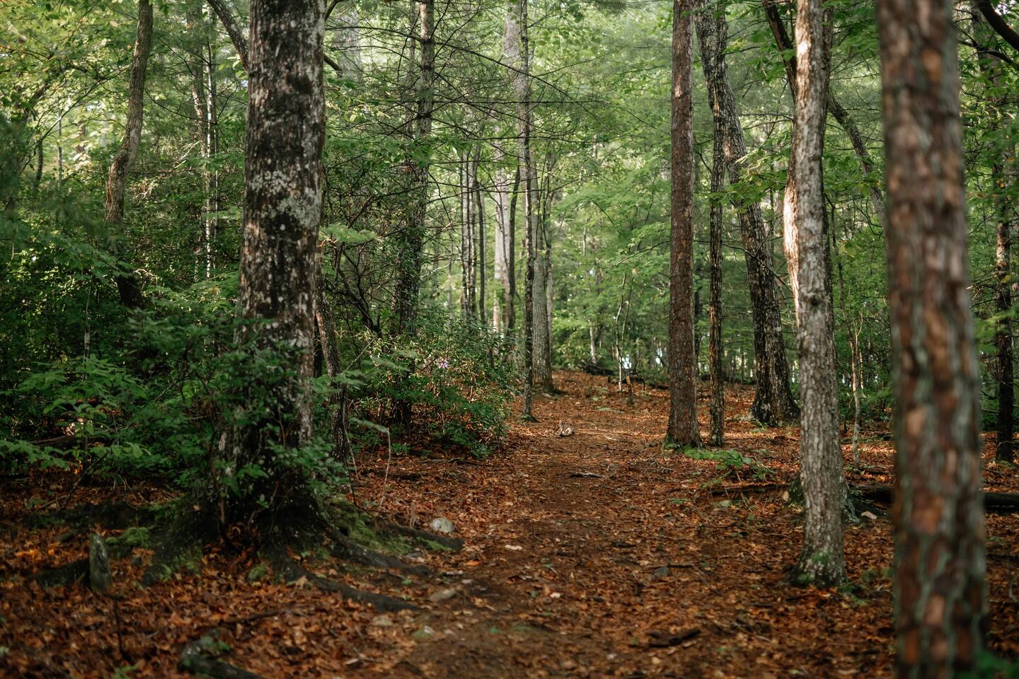Private hiking trails through the forest on the property. 