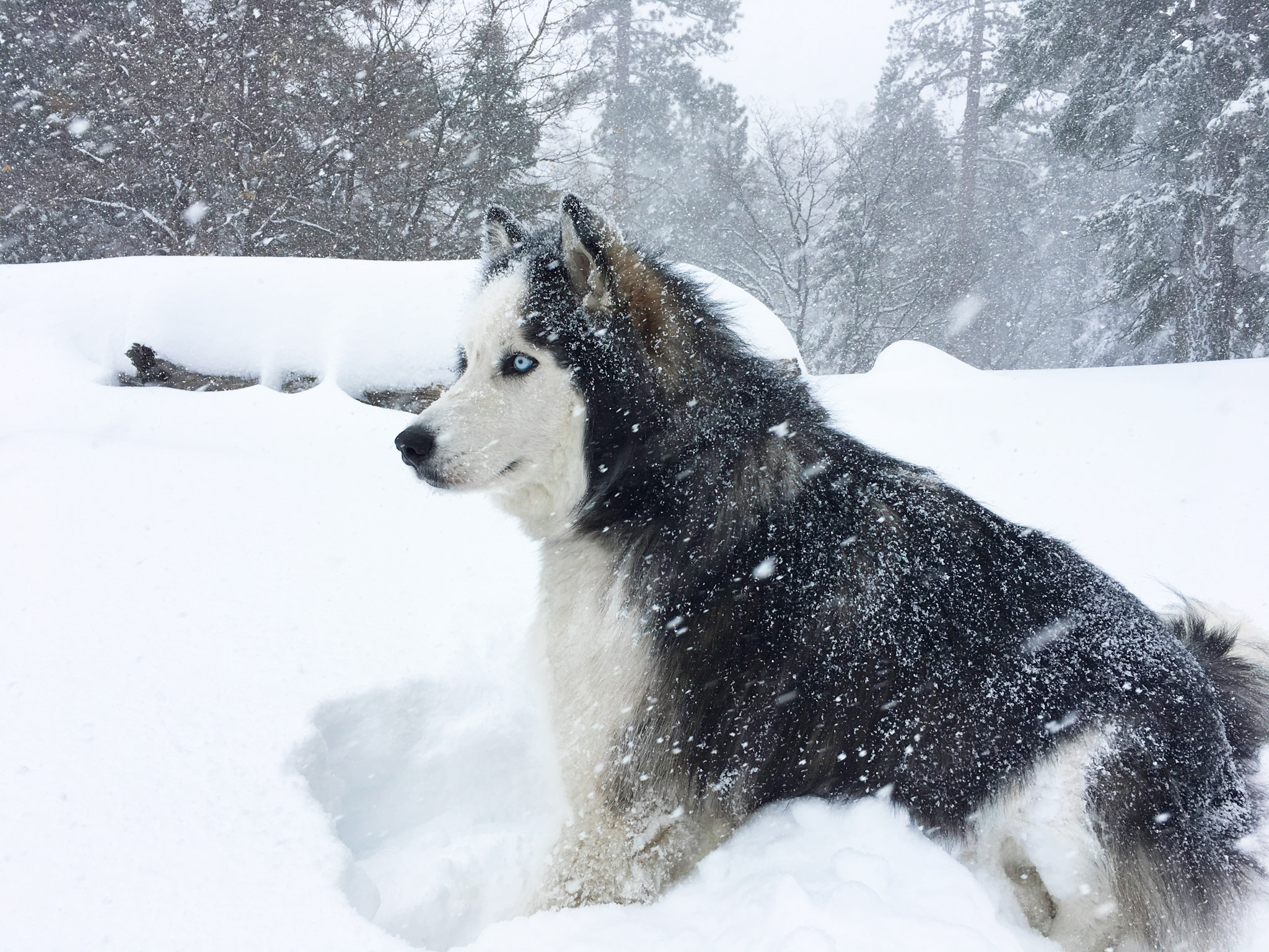 Houdini says bring on the snow!