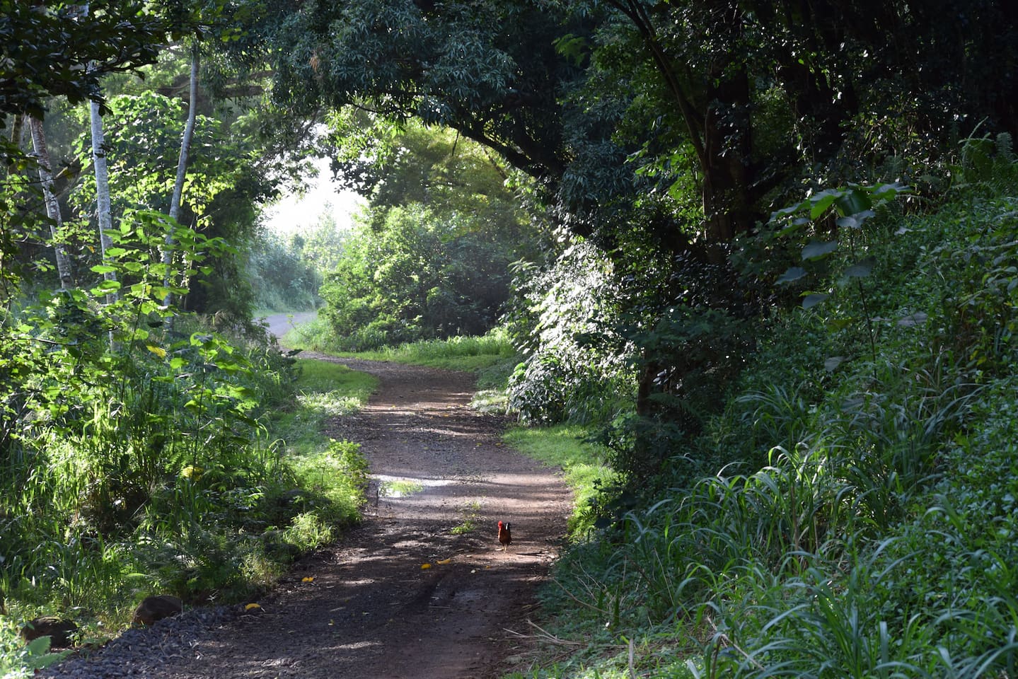 Walking trail by the house.