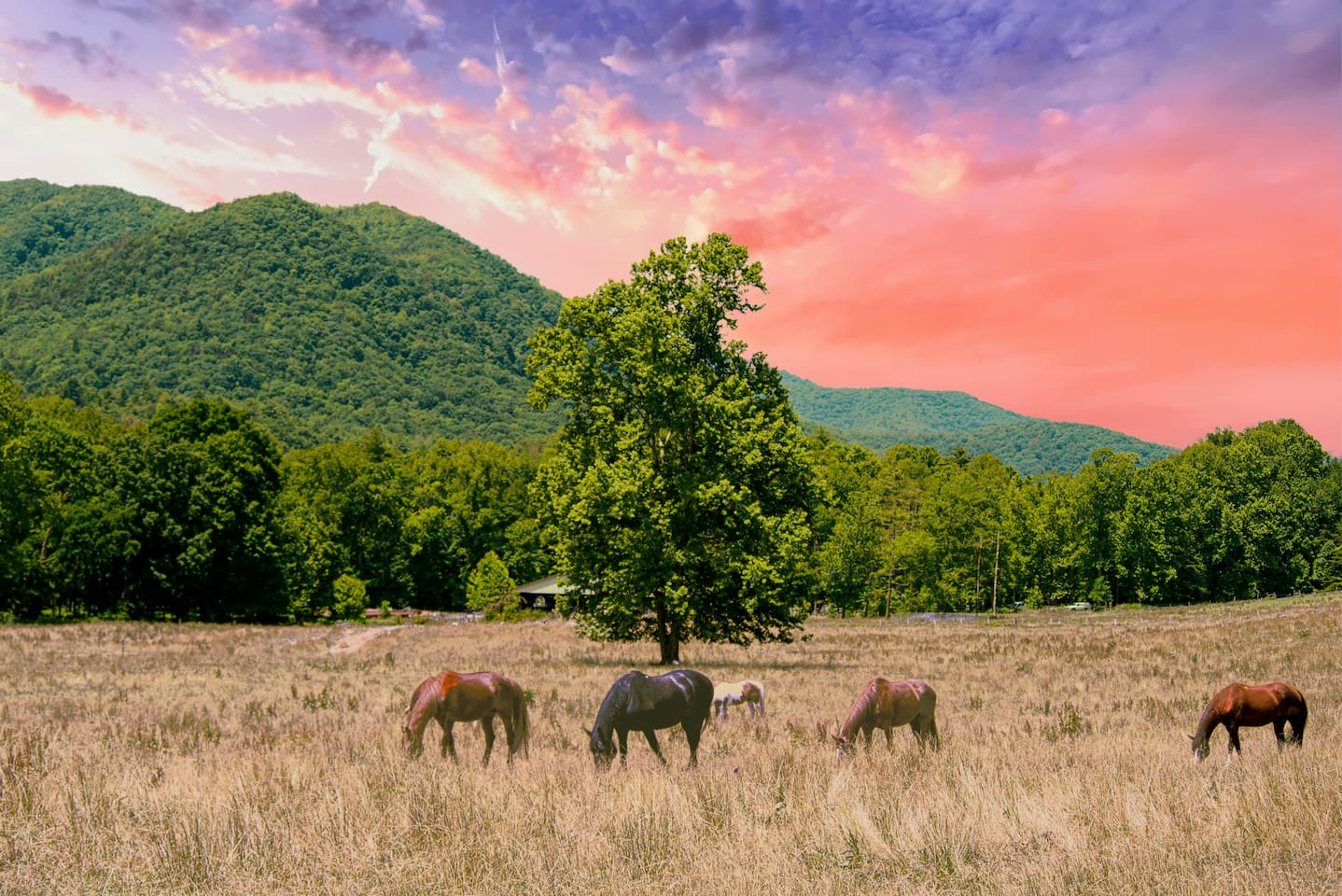 Horses near Cade's Cove, Great Smoky Mountain National Park