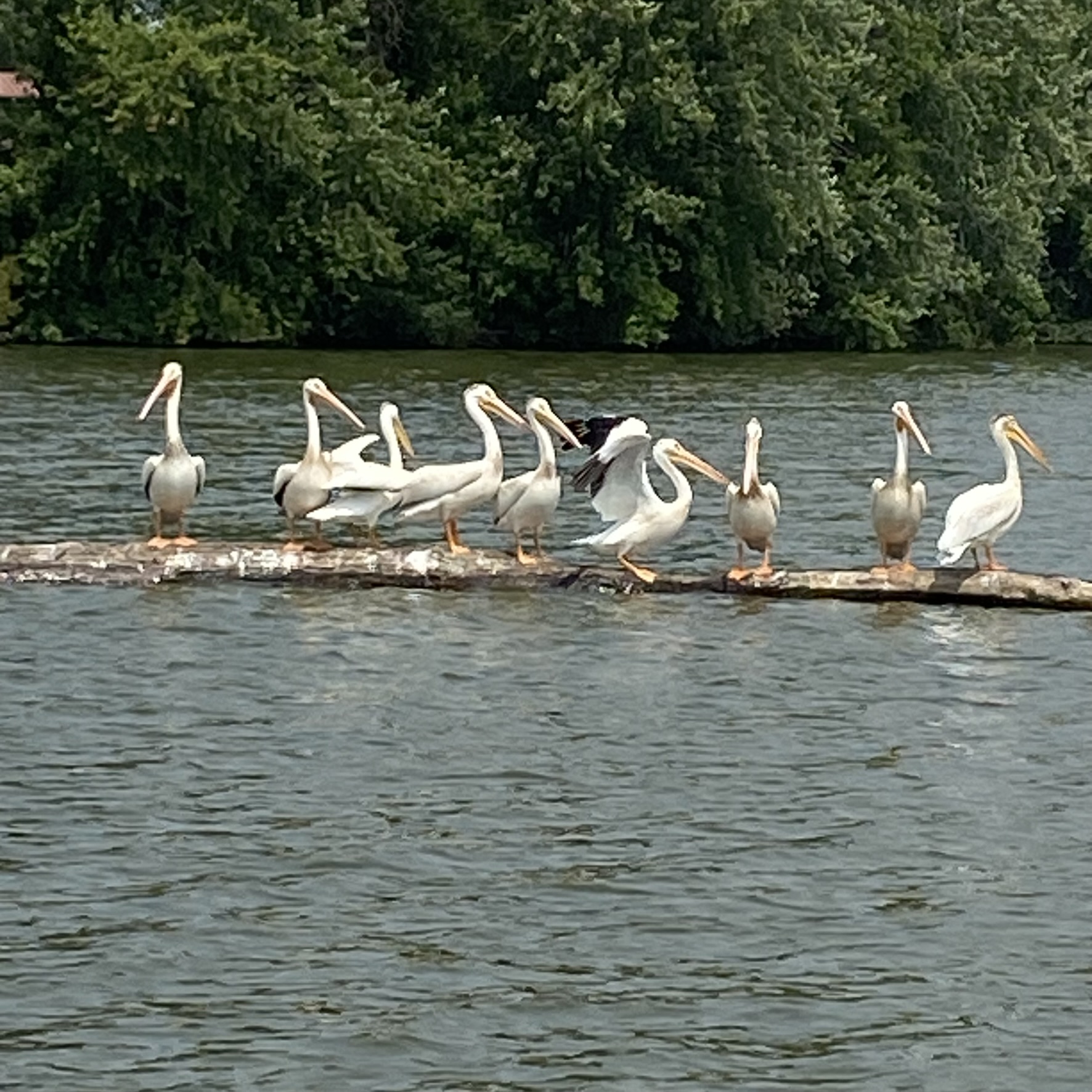 A common sight on the Big Eau Pleins