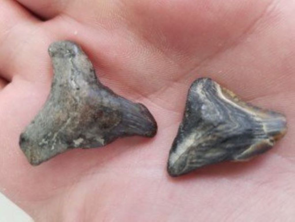 Hunt for shark's teeth