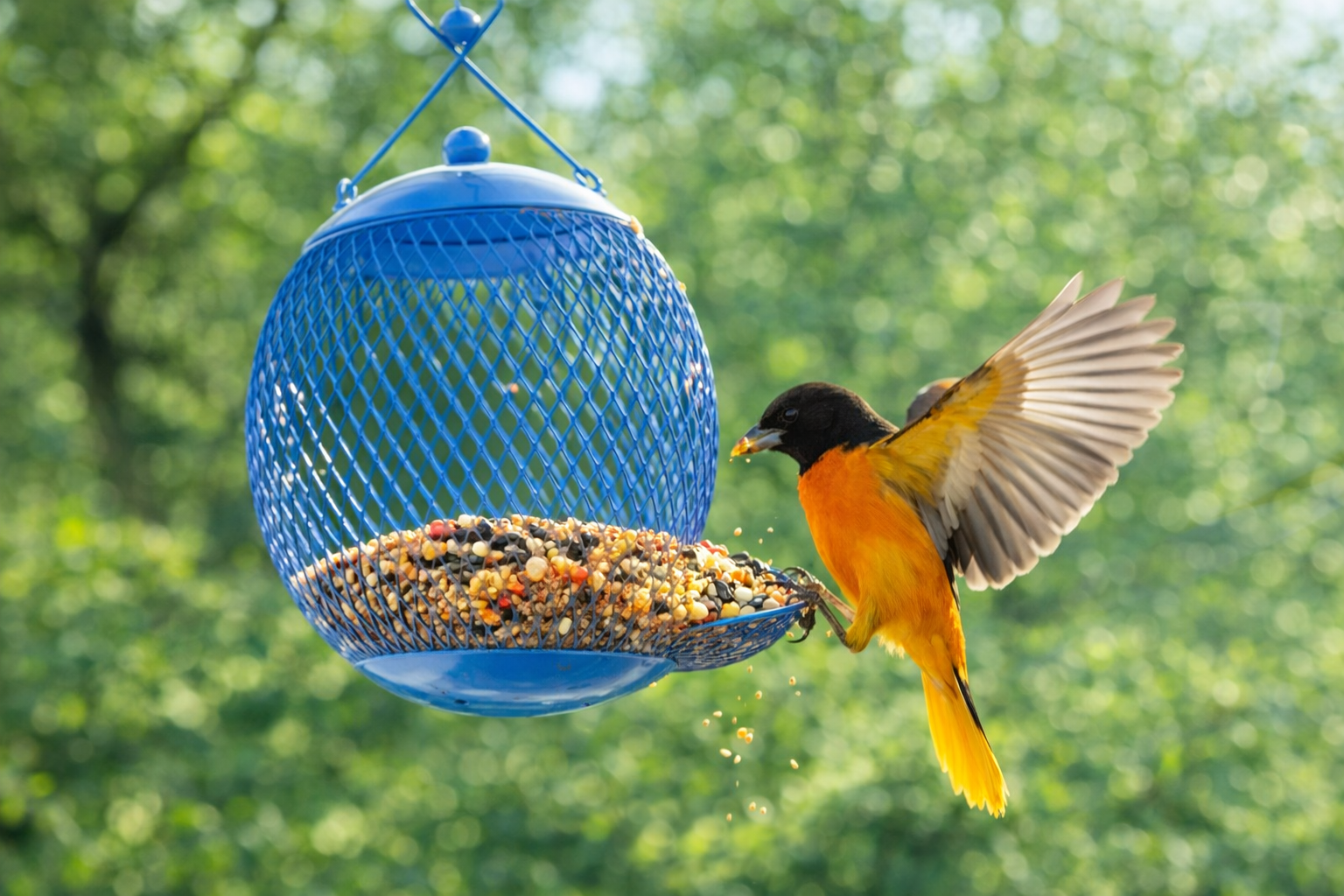 watch bird from patio