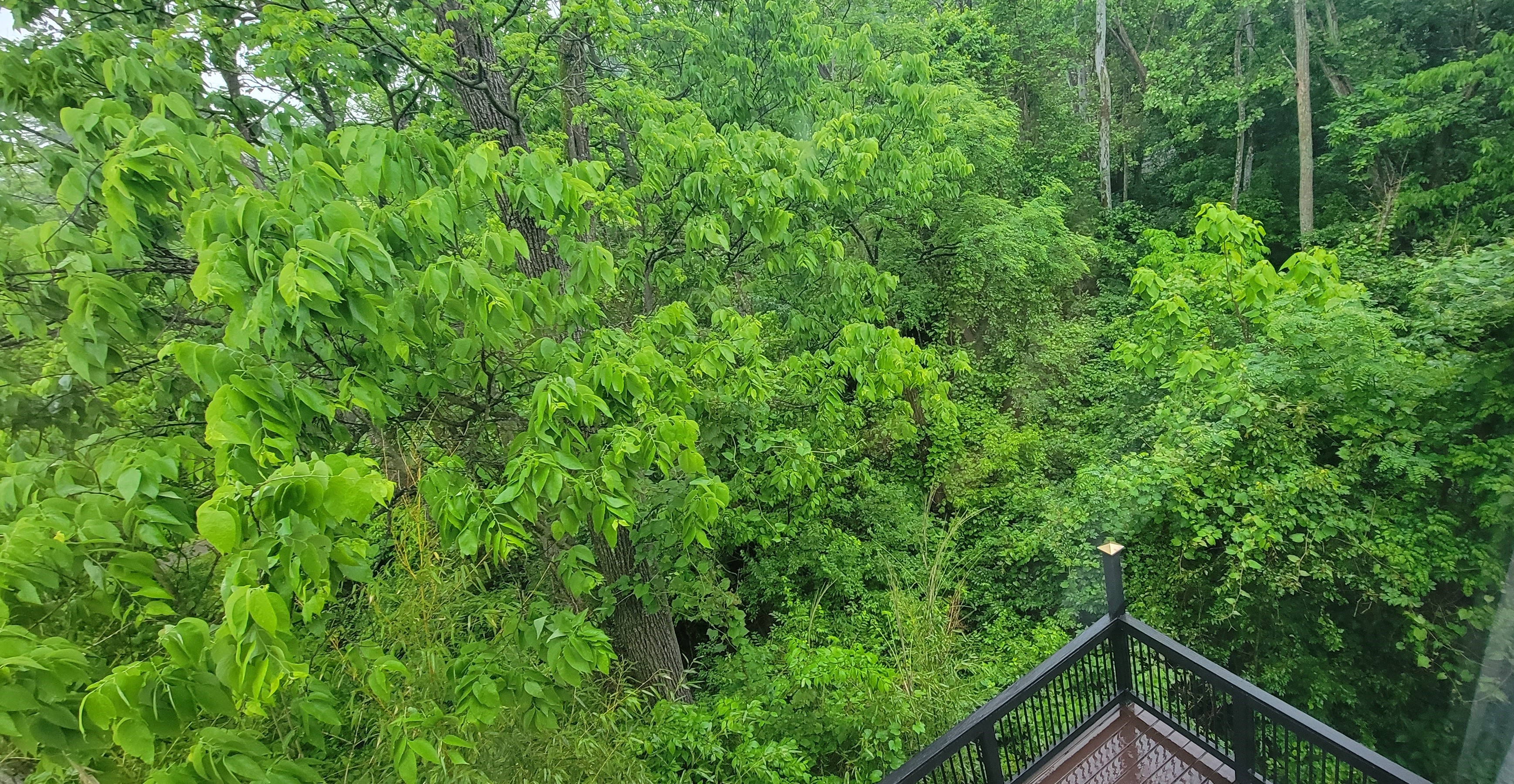 View from Bedroom
