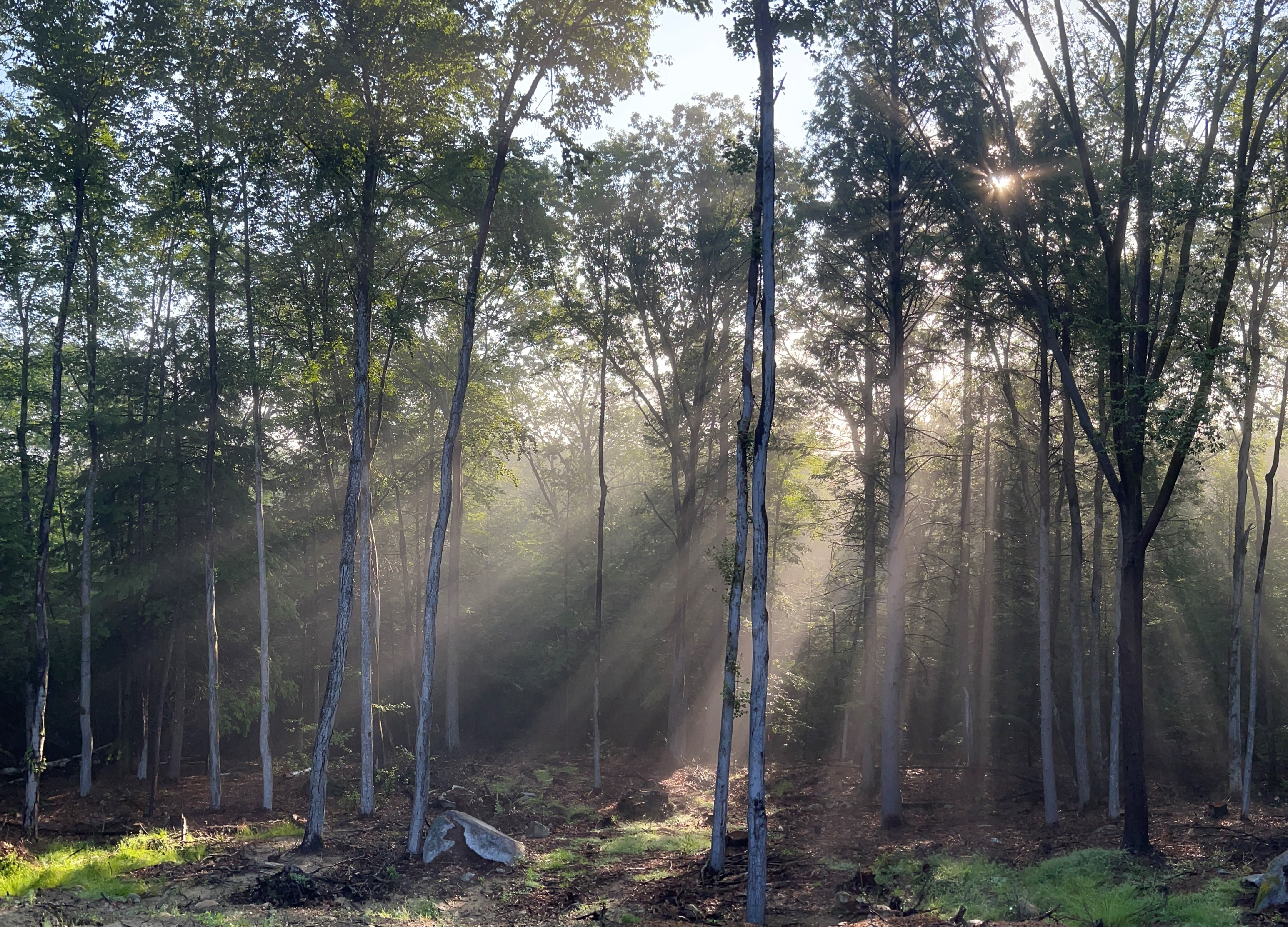 "Sundance'ing" through the trees