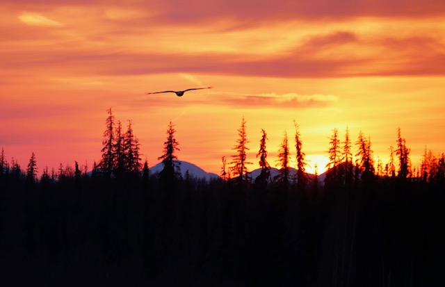 Eagle River is the perfect name for the town that is home to many eagles. This one flies by our balcony daily.
