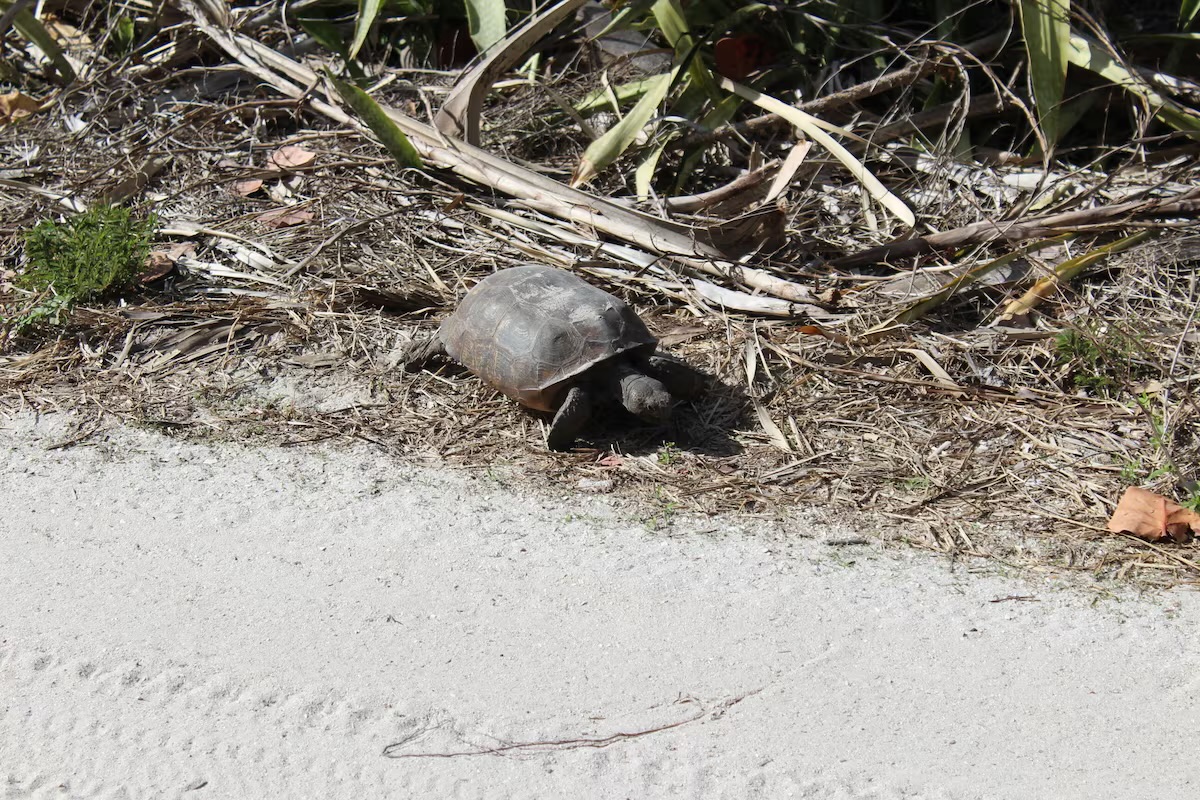 Gopher tortoise enjoying life on the island