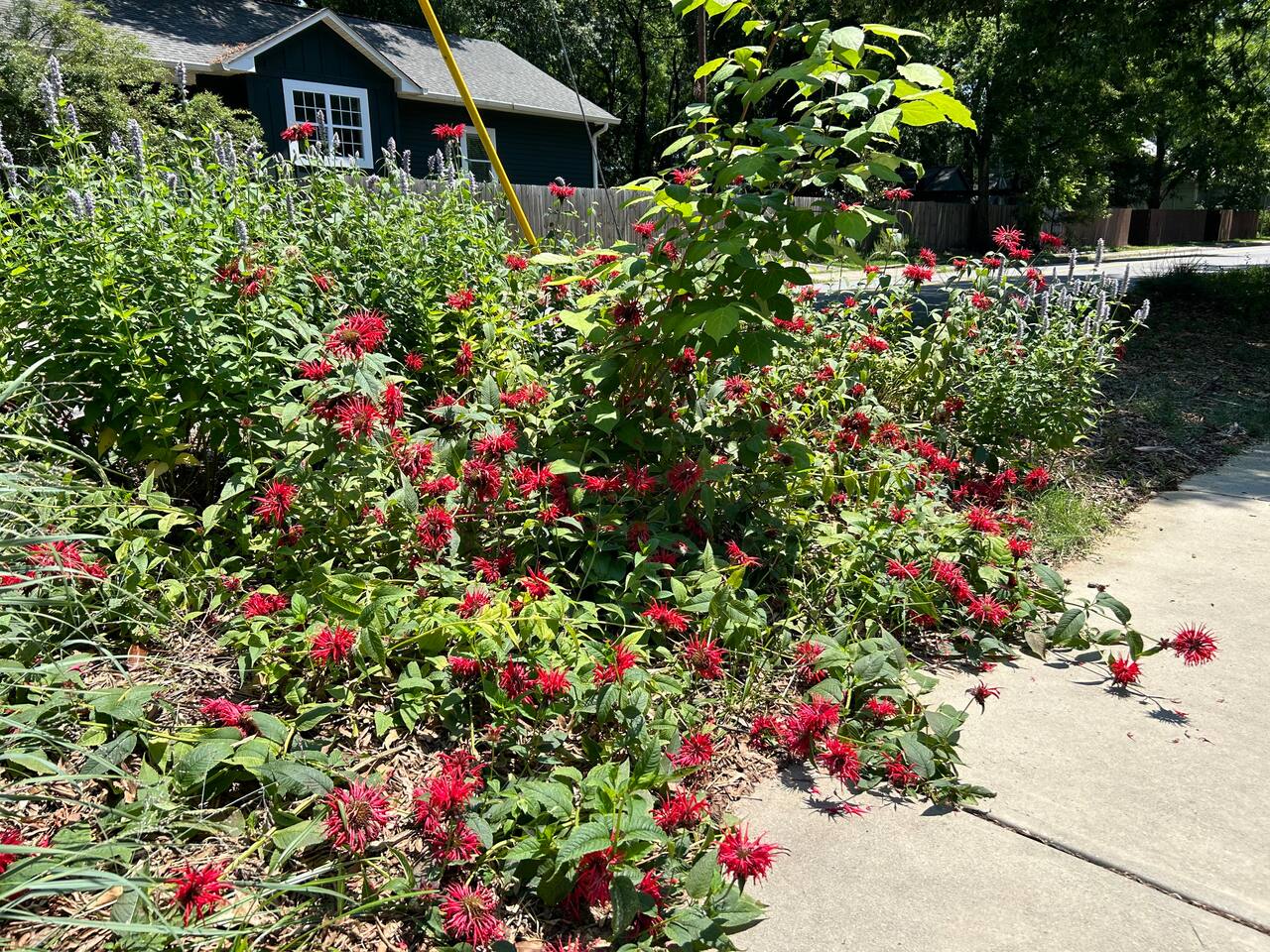 North Carolina native plants make up the entire front yard!