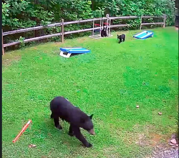Black bears in the yard at Appalachian Escape