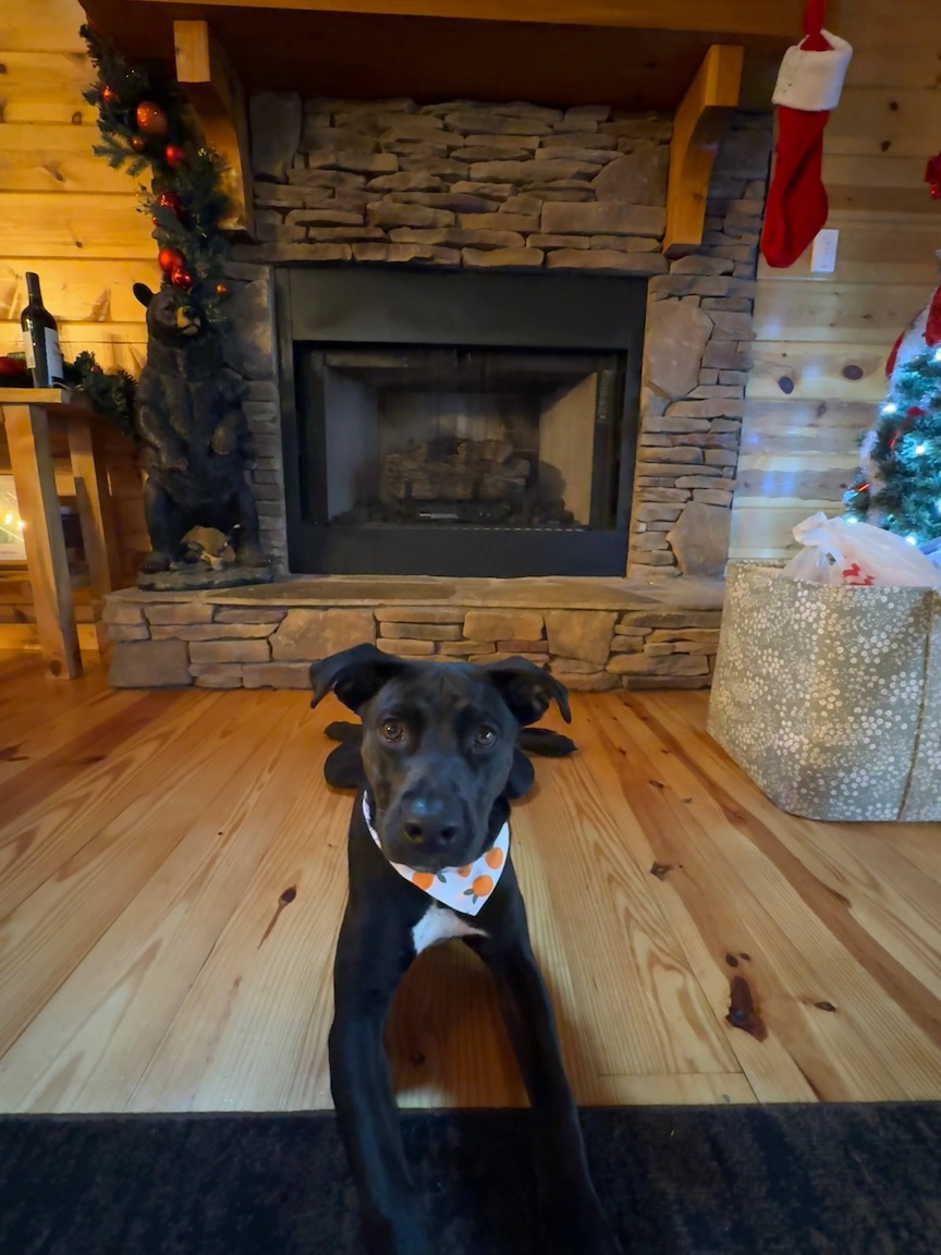Looking handsome and waiting for treats!
