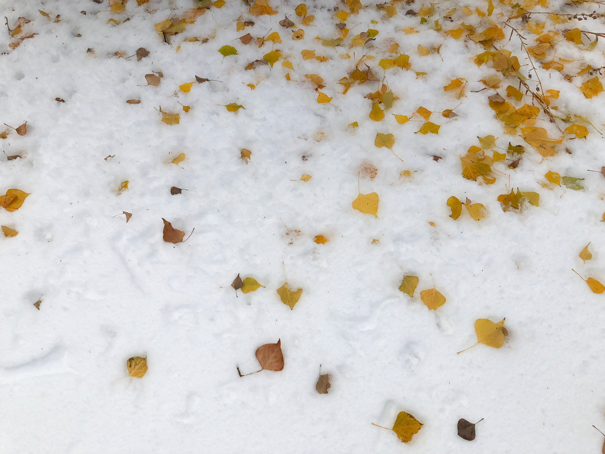 early snow blankets autumn leaves