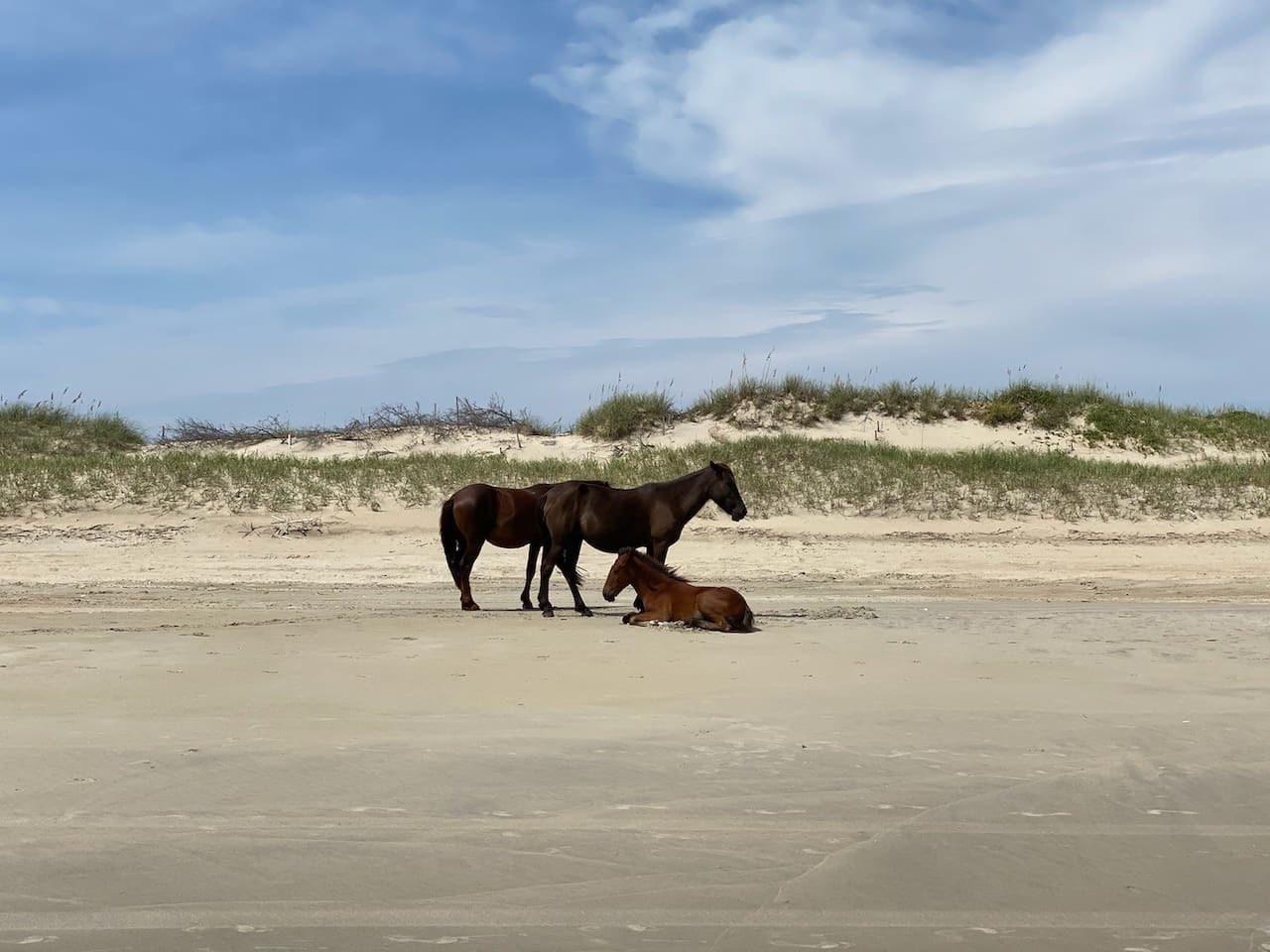 Wild horses in the 4X4 area a short drive away!
