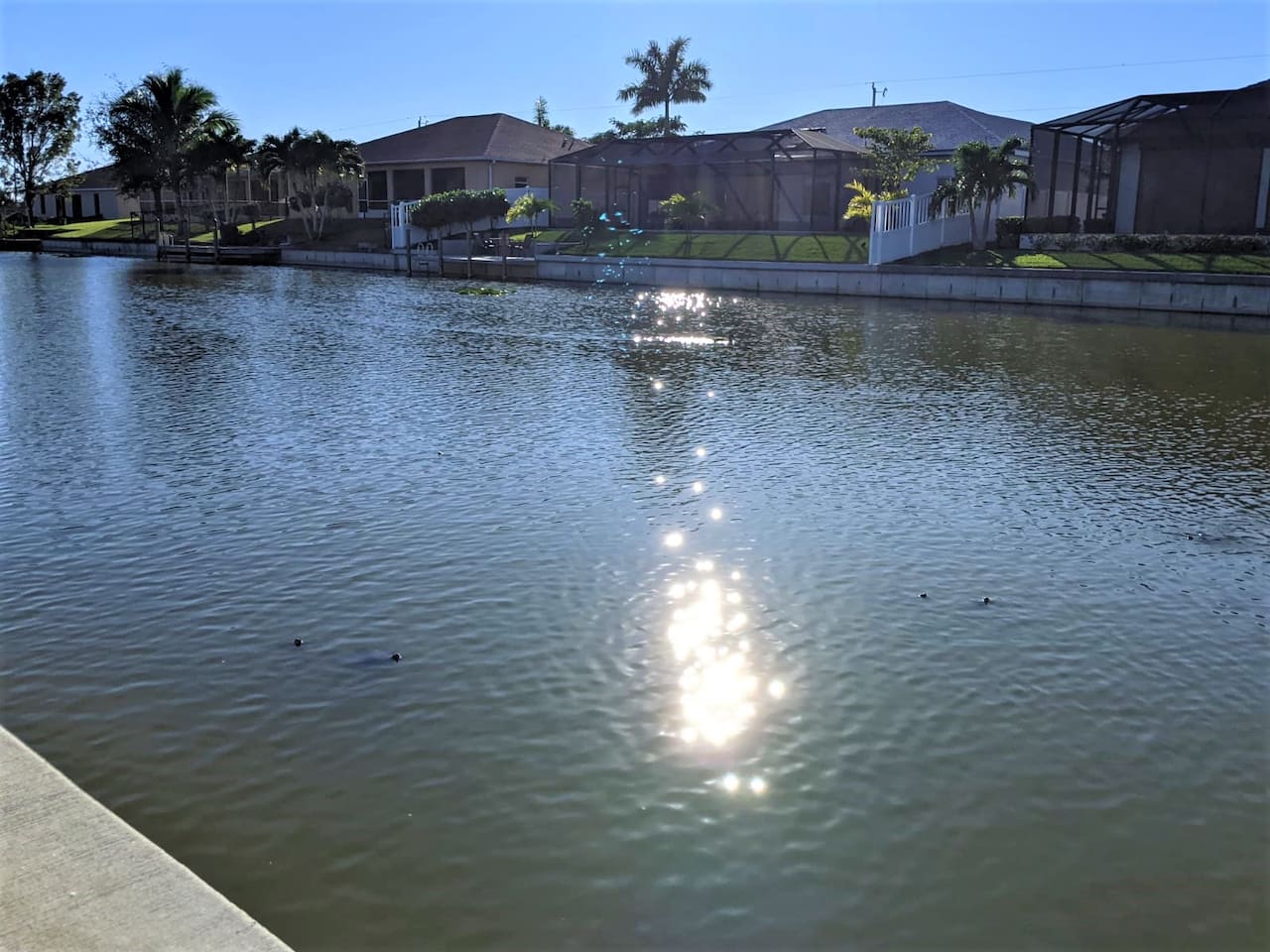 A special little visit from our friendly neighborhood turtle!